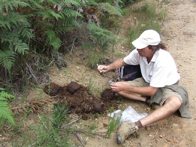 Gareth Patterson collecting Knysna elephant DNA samples