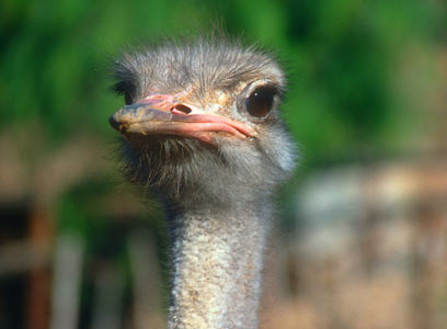 Visit an ostrich farm
