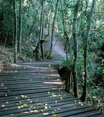 The boardwalk through the Phantom Forest